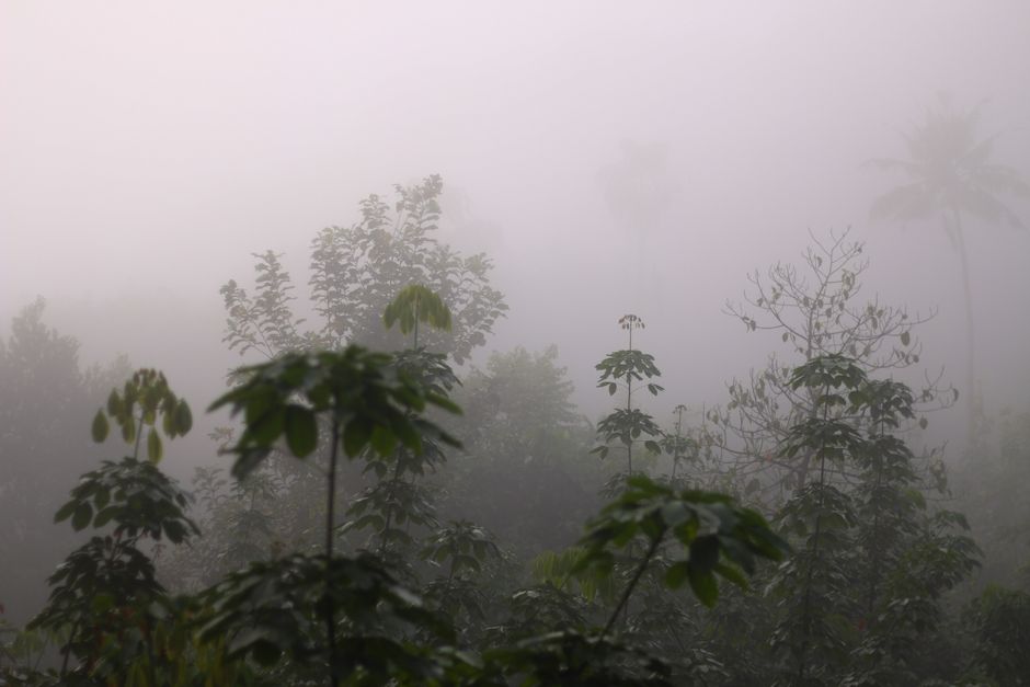 Lush tropical forest covered in mist and fog, creating a mysterious and calm atmosphere.